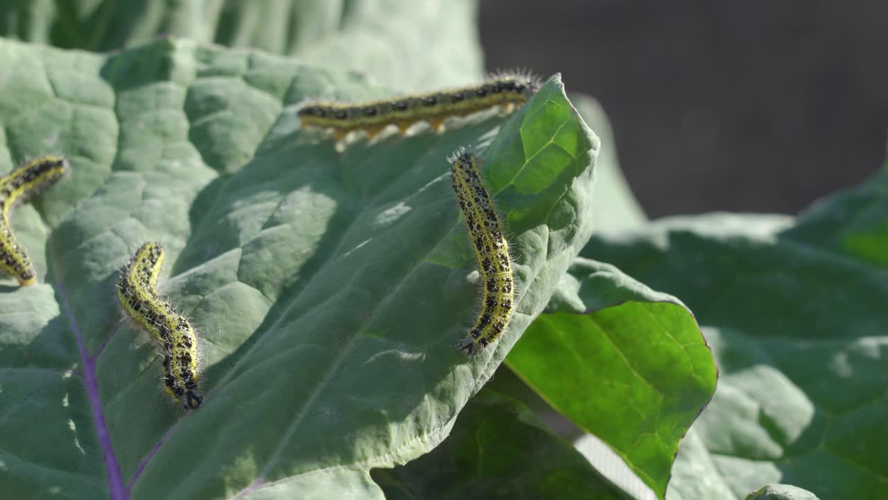orugas en hojas de repollo