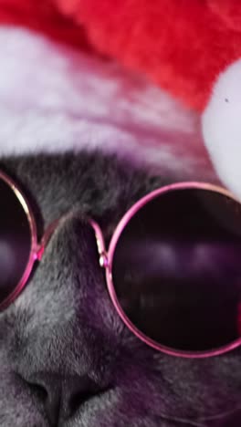 a cat in a santa claus costume and sunglasses is dancing at a disco british christmas cat a cat in a santa claus costume and sunglasses is dancing at a disco british christmas cat