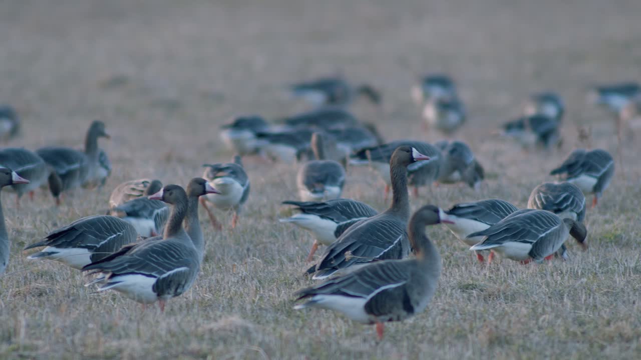 manada de gansos de frente blanca en el prado de hierba seca alimentándose durante la migración de primavera