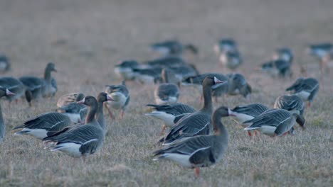 White-fronted-geese-flock-on-dry-grass-meadow-field-feeding-during-spring-migration