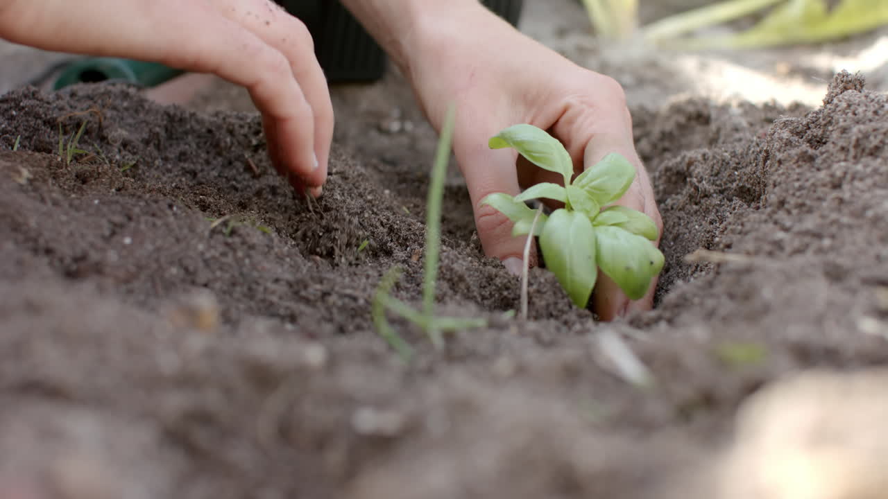 mujer caucásica trabajando en el jardín y plantando plantas verdes, cámara lenta