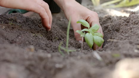 Caucasian-woman-working-in-garden-and-planting-green-plant,-slow-motion