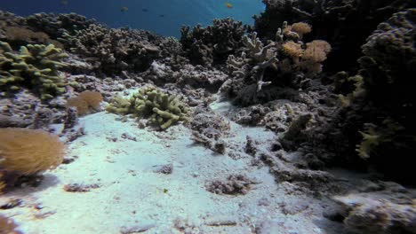 Una-Cabeza-Plana-Con-Tentáculos-Camuflada-Entre-El-Vibrante-Arrecife-De-Coral