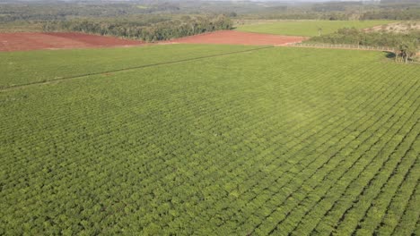 A-fantastic-Green-tea-plantation-in-Argentina