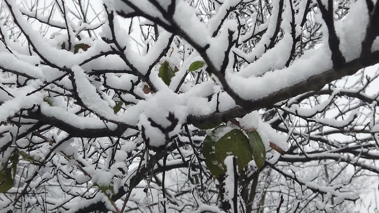 나뭇가지와 나뭇잎이 눈으로 뒤덮이는 것과 같은 고해상도 세부 사항으로 숲의 눈보라