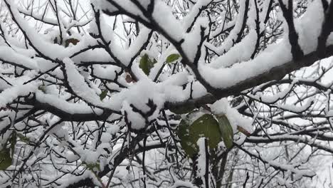 snowstorm in the forest, in high resolution details like branches and leaves getting covered in snow