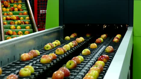 fresh apples on conveyor belt