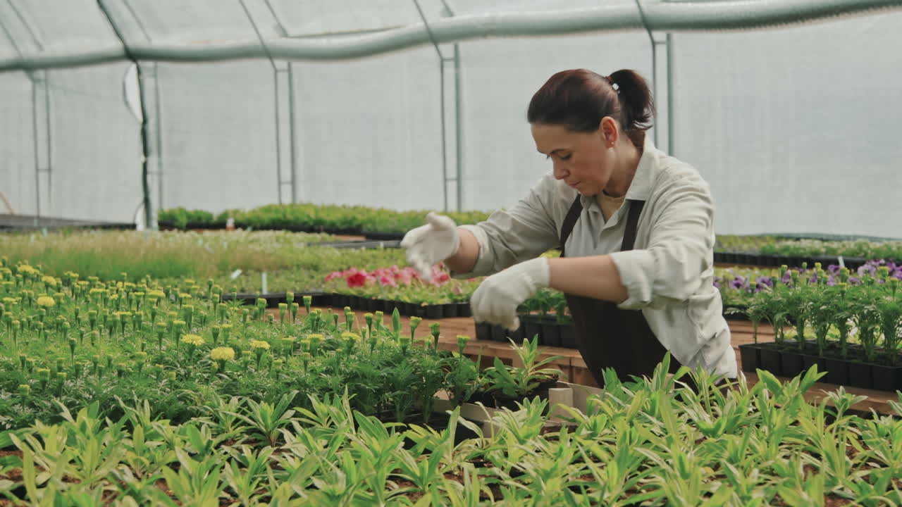 Woman Taking Care of Potted Plants in Greenhouse