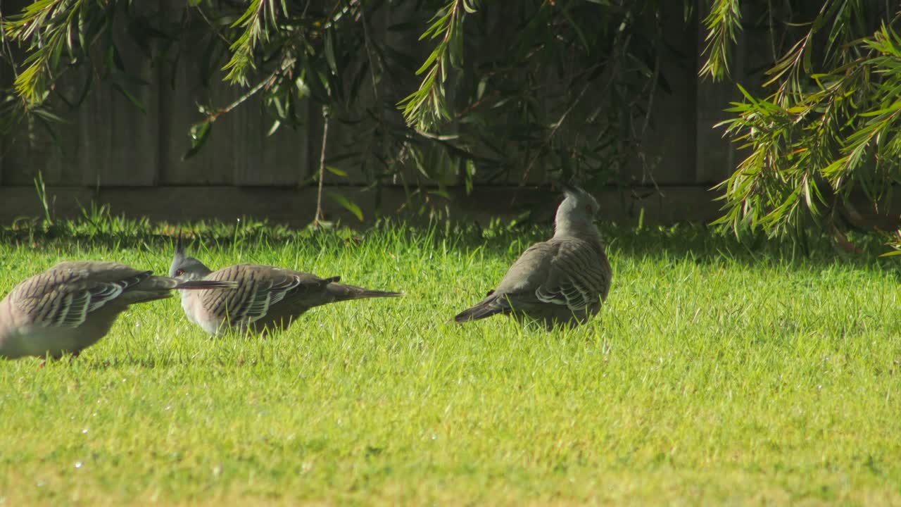 Three Crested Pigeons Walking On Grass Garden Sunny Daytime Australia, Victoria, Maffra, Gippsland
