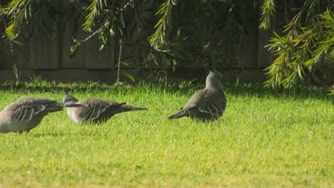 three crested pigeons walking on grass garden sunny daytime australia, victoria, maffra, gippsland