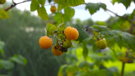 Close up view of yellow ripe and delicious tasty raspberries hanging on a green leafy bush during a cloudy summer day with bokeh blurry background that has green grass and trees. Raw raspberries also