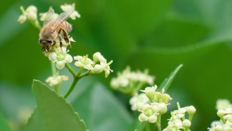 beautiful honey bee collecting pollen from a euonymus japonicus white flower - shallow focus