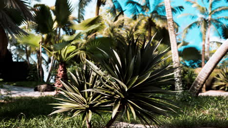 tropical palms and plants at sunny day