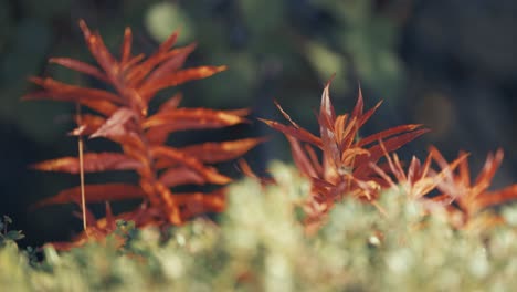 colorful plants cover the ground in the autumn tundra