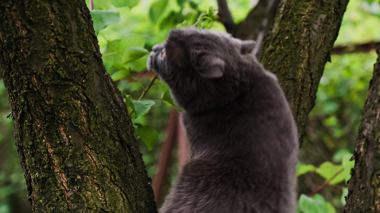 Close up of a British Shorthair cat climbing a tree in the garden