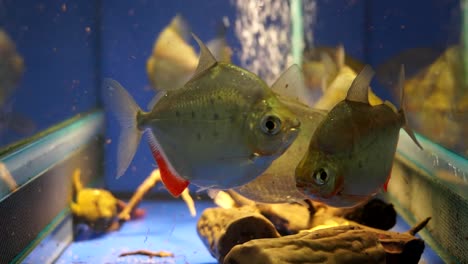 small school of silver dollar fish swimming in an aquarium, metynnis altidorsalis