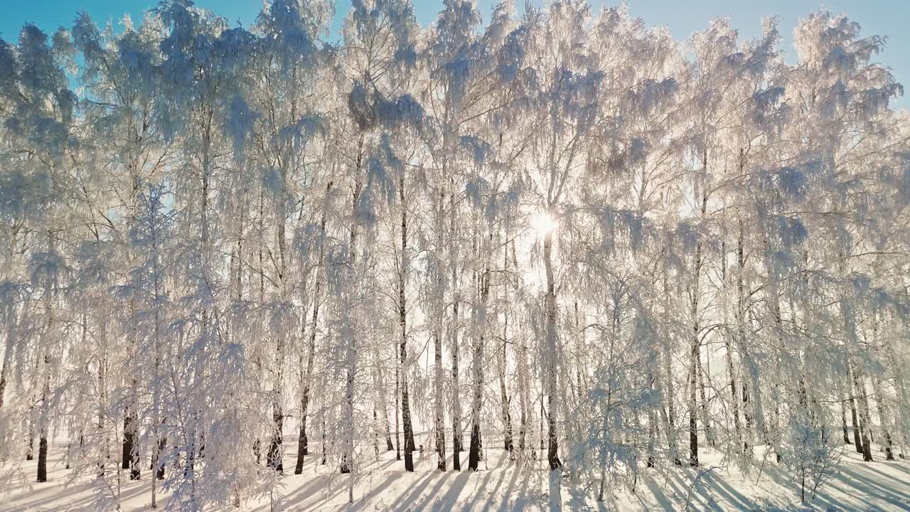 Sneklædte træer i vintersol