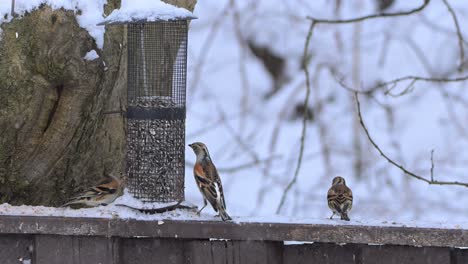 chaffinches fringilla coelebs eat sunflower seeds from feeder as snow falls in quiet winter setting