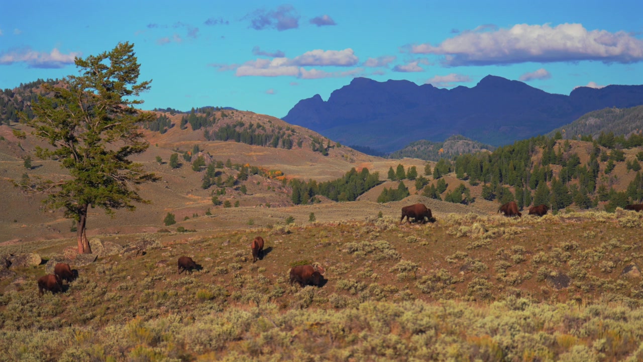 Vild buffel (amerikansk bison) i Yellowstone nationalpark, Wyoming. Vilda djur och betande hjordar under hösten i Amerikas Serengeti, vid Lamar River, med öppna vyer över präriedalar och natursköna landskap med bifloder.