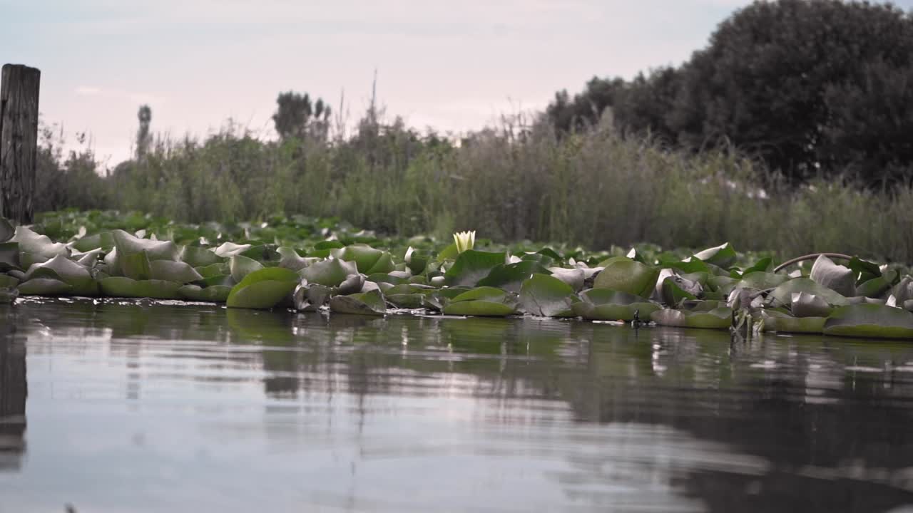 reflexiones sobre el lago con nenúfares en flor durante el día