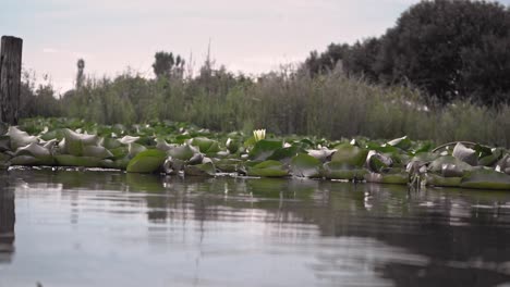 Reflections-On-The-Lake-With-Water-Lilies-In-Bloom-During-Daytime