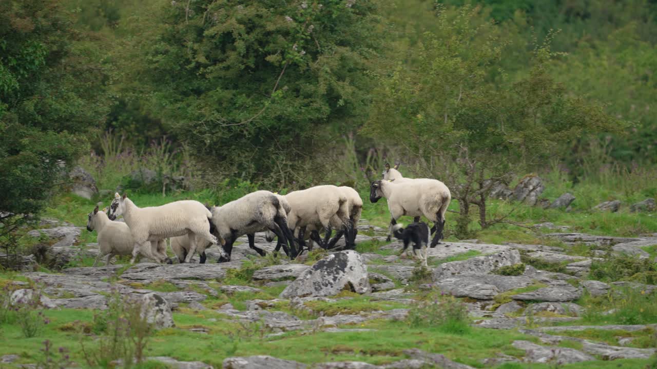 A skillful Border Collie expertly herds a flock of sheep, guiding them through a white gate on a rocky, green hill in Ireland. A fantastic display of intelligence and training