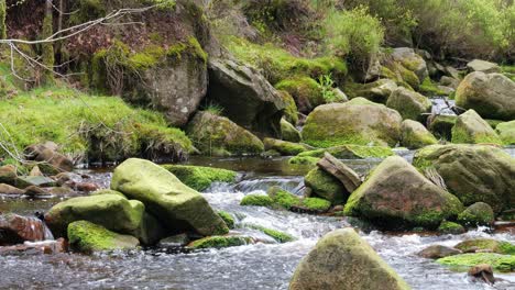 slow moving forest stream waterfall, nature's serenity scene with tranquil pool below, lush greenery and moss-covered stones, sense of peacefulness and untouched beauty of nature in forest ecosystem