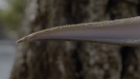 close-up of a serrated plant leaf