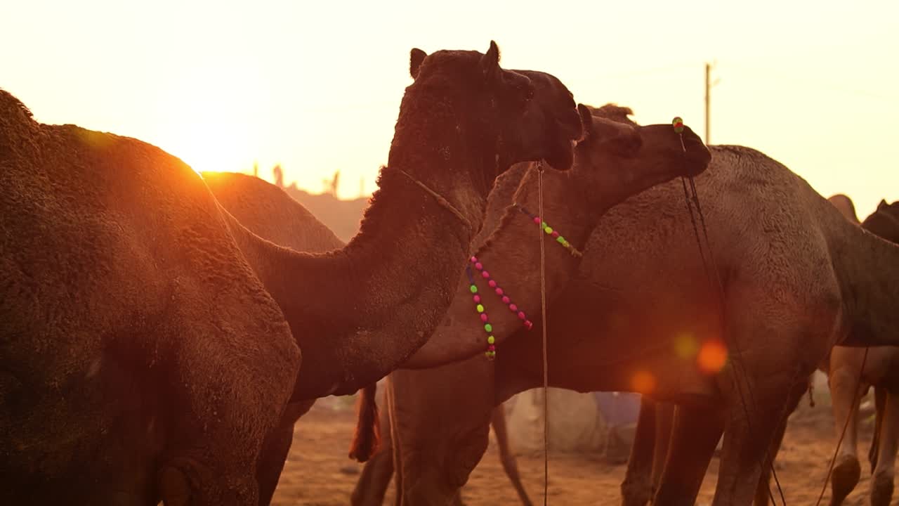 camellos en cámara lenta en la feria de pushkar, también llamada feria de camellos de pushkar o localmente como kartik mela es una feria anual de varios días de ganado y cultural que se celebra en la ciudad de pushkar rajasthan, india.