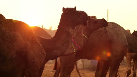 Camels in slow motion at the Pushkar Fair, also called the Pushkar Camel Fair or locally as Kartik Mela is an annual multi-day livestock fair and cultural held in the town of Pushkar Rajasthan, India.