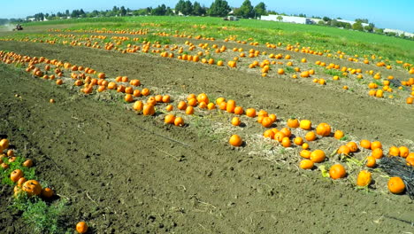 an aerial shot over pumpkins growing in fields