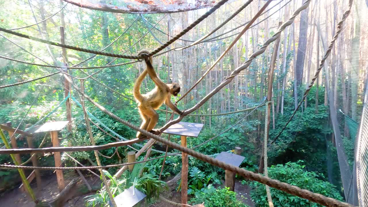 Spider monkey swinging energetically through ropes in zoo enclosure habitat
