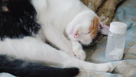 Die-Katze-Liegt-Auf-Dem-Bett-In-Der-Nähe-Der-Flasche-Mit-Schlaftabletten-Schlaflosigkeit-Konzept