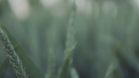 Beautiful-green-ears-field-in-blurred-background-in-natural-landscape-on-viilage