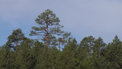 Centrado-En-Un-Gran-Pino-Ponderosa,-Un-águila-Pescadora-Vuela-Con-Gracia-En-Un-Día-De-Cielo-Azul