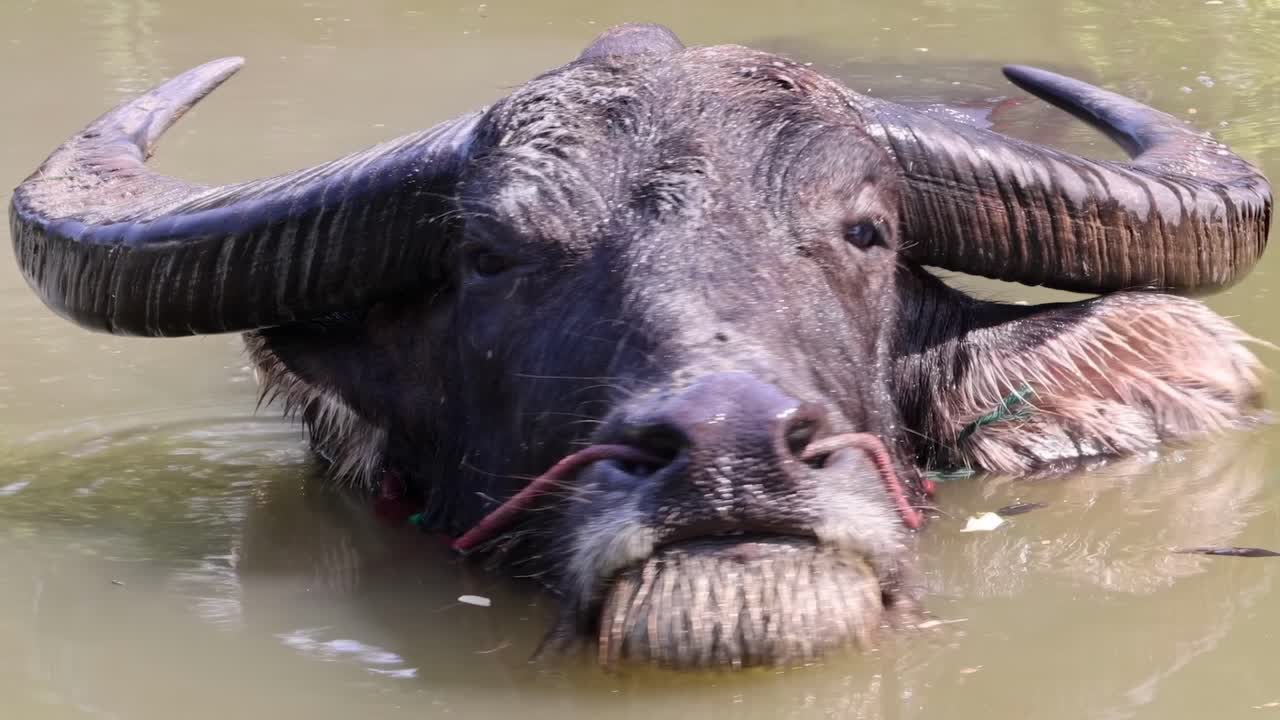 Close-up of a buffalo's head partially submerged in murky water, showcasing its horns and calm demeanor.