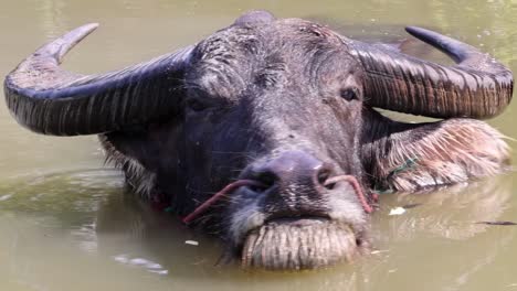 close-up of a buffalo's head partially submerged in murky water, showcasing its horns and calm demeanor.