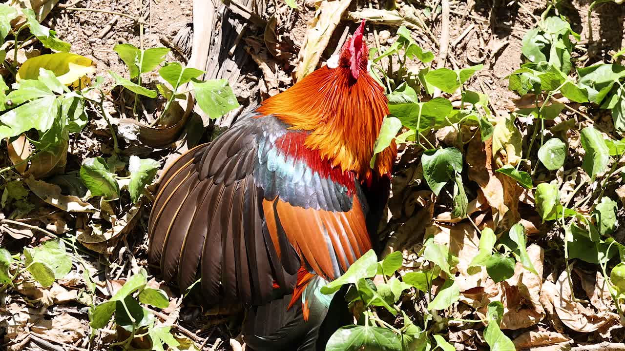 un gallo vibrante en medio de la vegetación exuberante