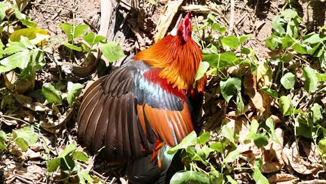 a vibrant rooster amidst lush greenery