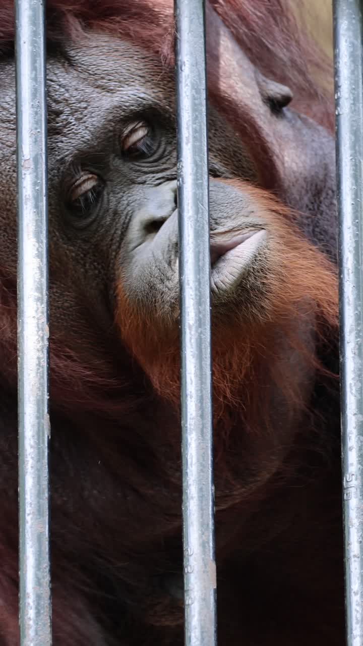 Un orangutan giace immobile dietro sbarre di metallo, luce naturale soffusa, primo piano, atmosfera cupa.