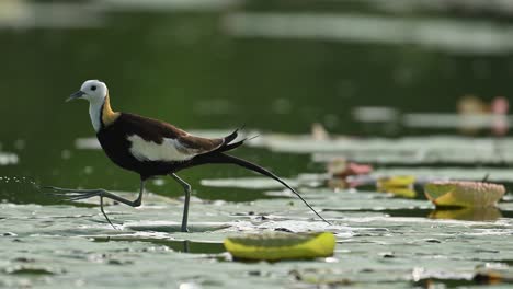 a detailed close-up of a pheasant-tailed jacana walking steadily across floating lily pads, showcasing its long toes and careful balance in a vibrant wetland setting