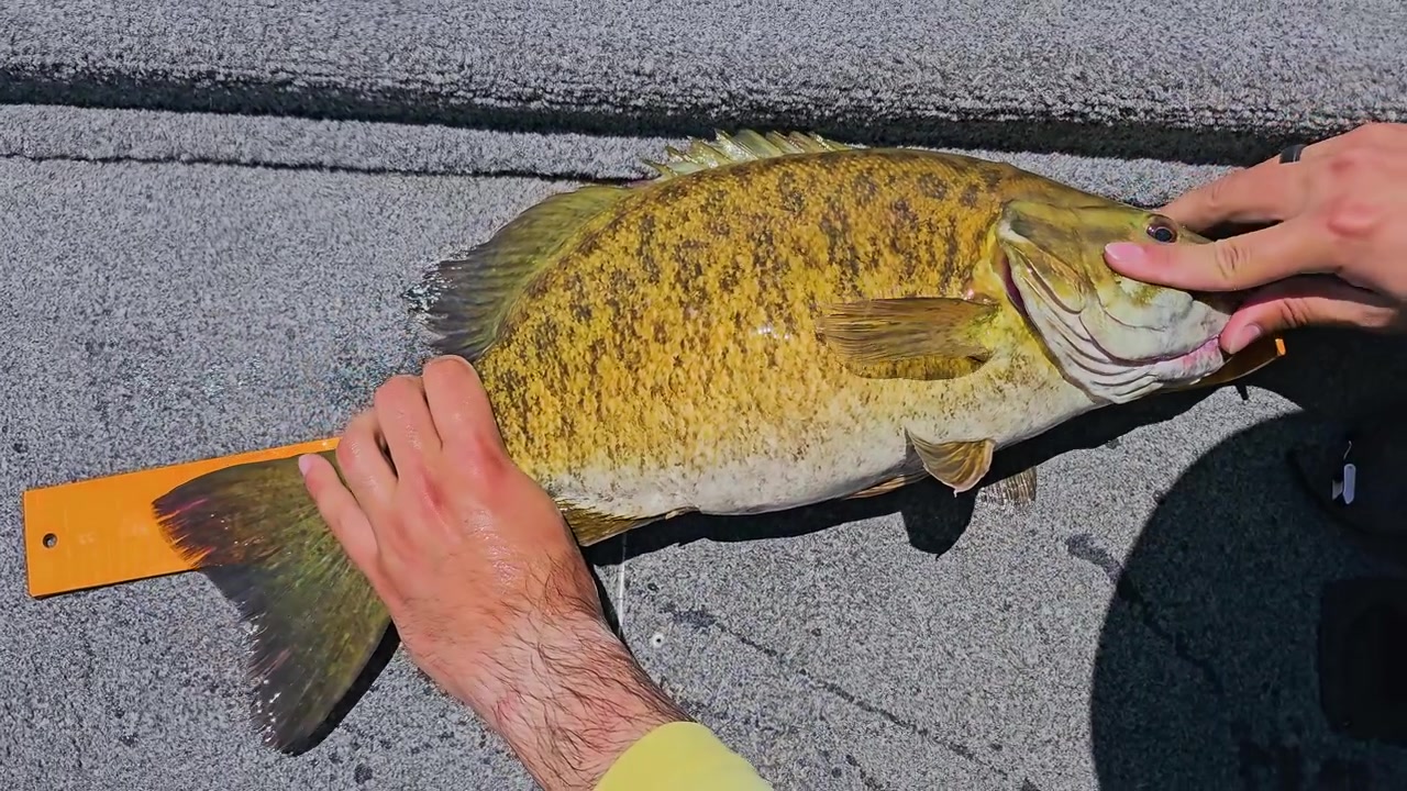 Primo piano di un persico spigola adagiato su un tappeto grigio di barca per la misurazione, con le mani del pescatore, un righello arancione per pesci, squame bagnate e una scena di pesca sportiva in acqua dolce sotto il sole.