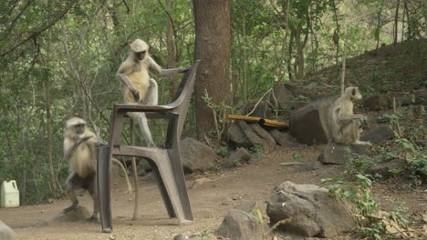 asian monkeys langurs at lonar lake biodiversity park