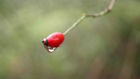 a close-up of a rosehip berry that falls partially out of focus