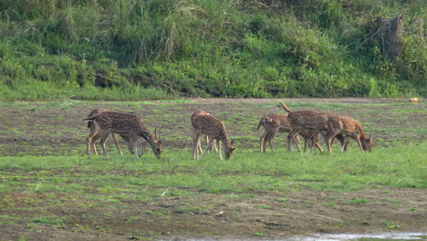 a small herd of spotted deer or axis deer grazing on the grass on a river bank