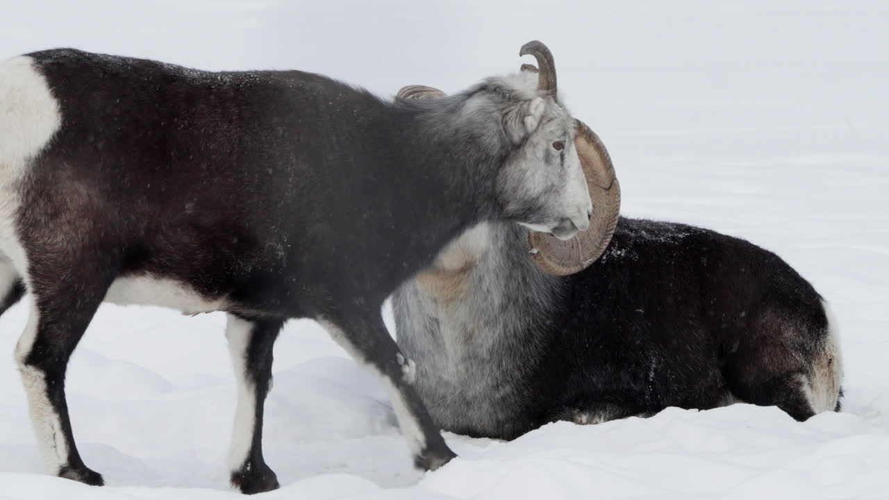 캐나다 유콘 주 화이트호스 에 있는  양 부부 가 겨울 에 - 근접 사진
