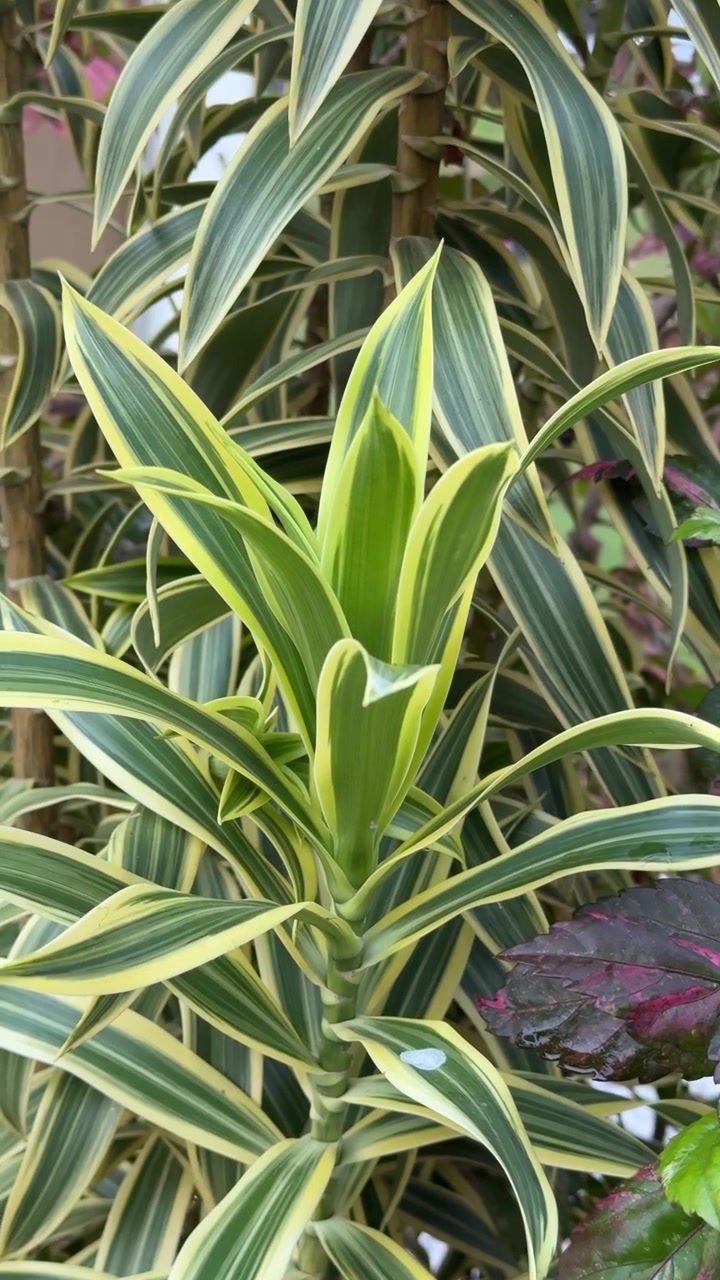 Primo piano di foglie di Dracaena variegata