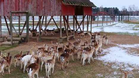 herd of fallow deer walks through connecting barn between fenced pastures