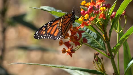 sola mariposa monarca bebiendo néctar de una colorida planta de algodoncillo