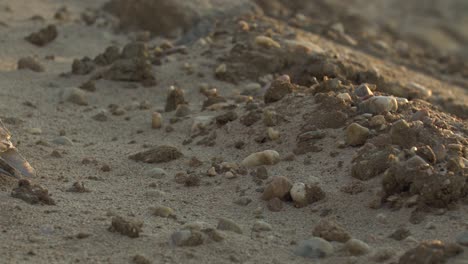 animal skull weathered by hot sun in a desert in golden sunshine just before sunset. warming environment cased glogal climate changes to high heat summer stock video.